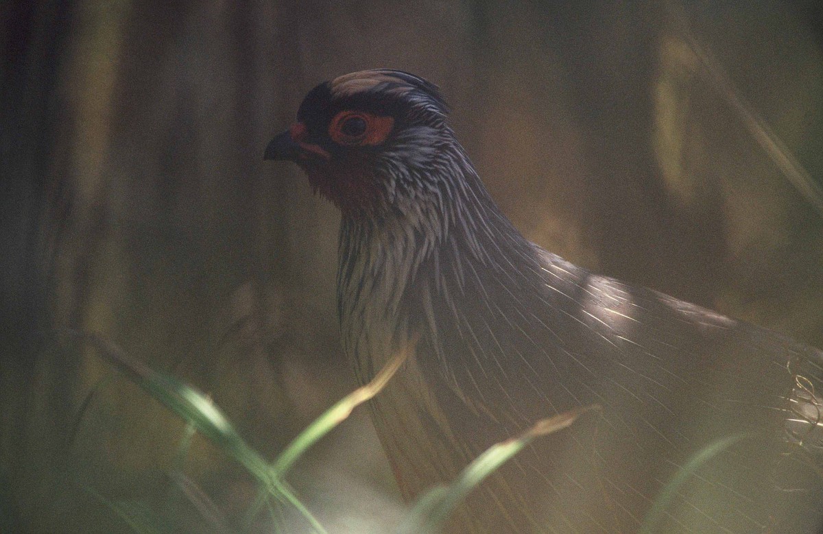 Blood Pheasant - ML204264041