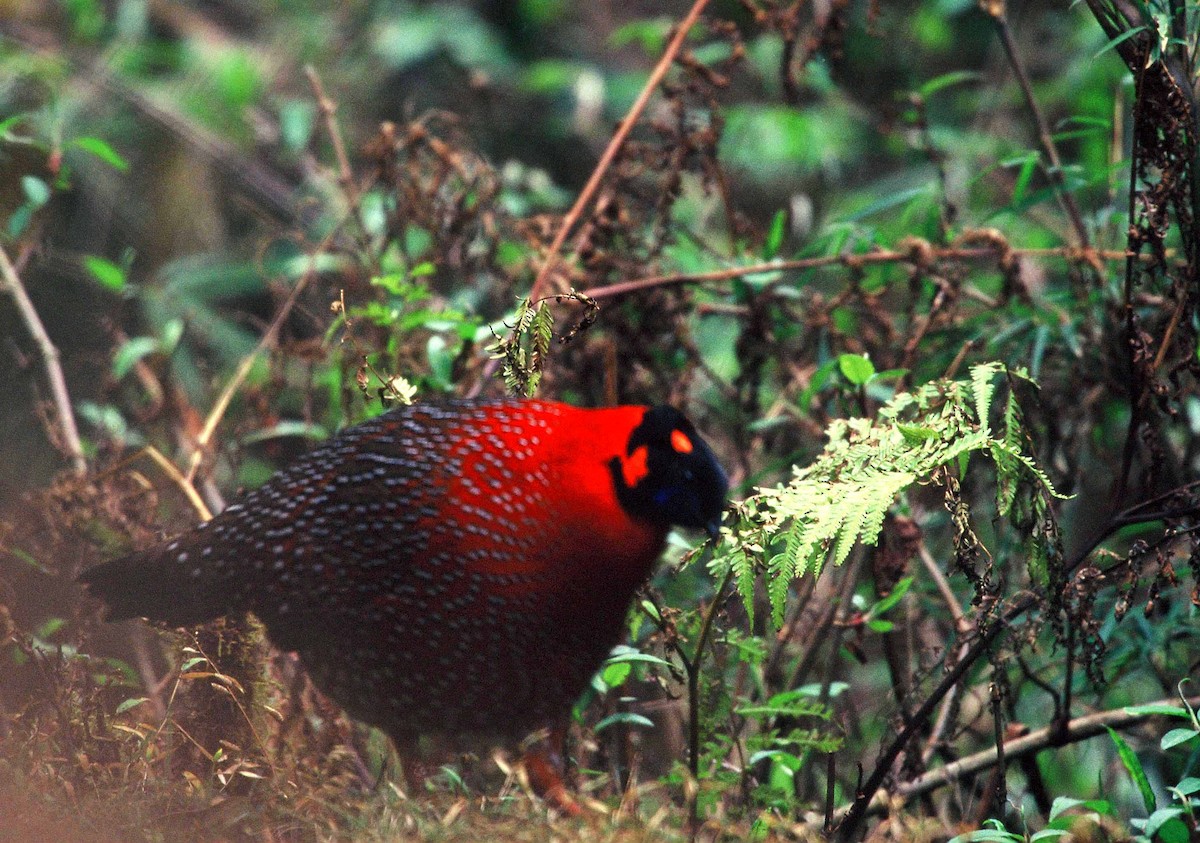 Satyr Tragopan - ML204264051