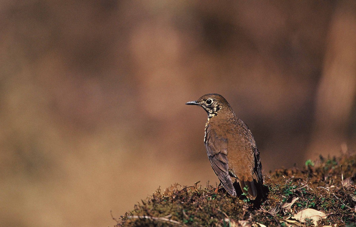 Alpine Thrush - ML204264071