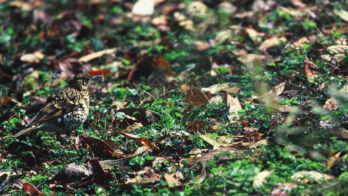 Scaly Thrush - ML204264081