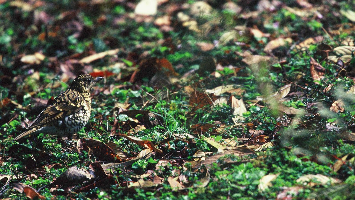 Scaly Thrush - Tibor Juhasz