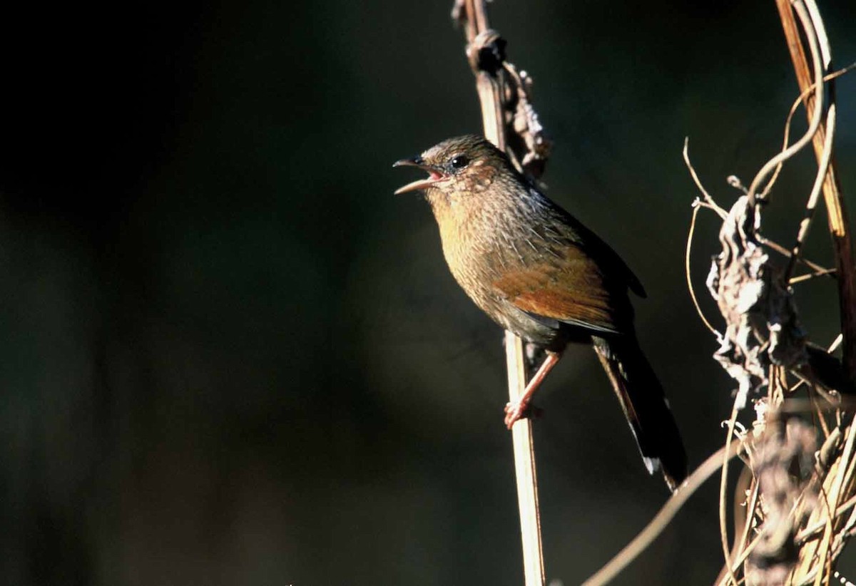Streaked Laughingthrush - ML204264091