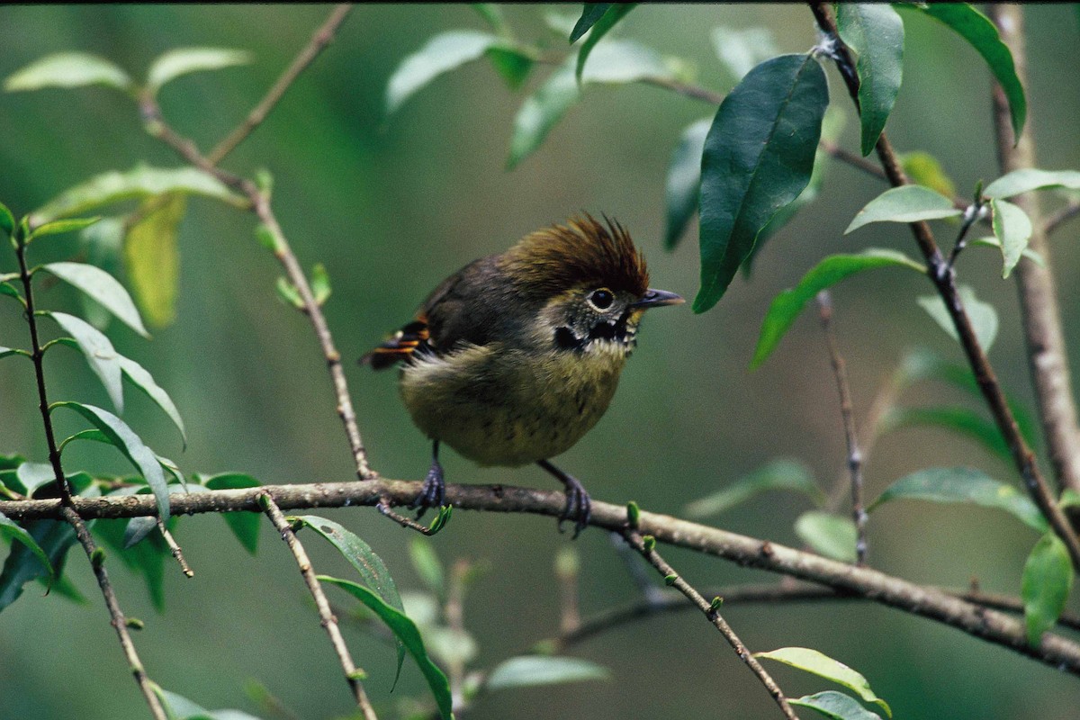 Chestnut-tailed Minla - ML204264101