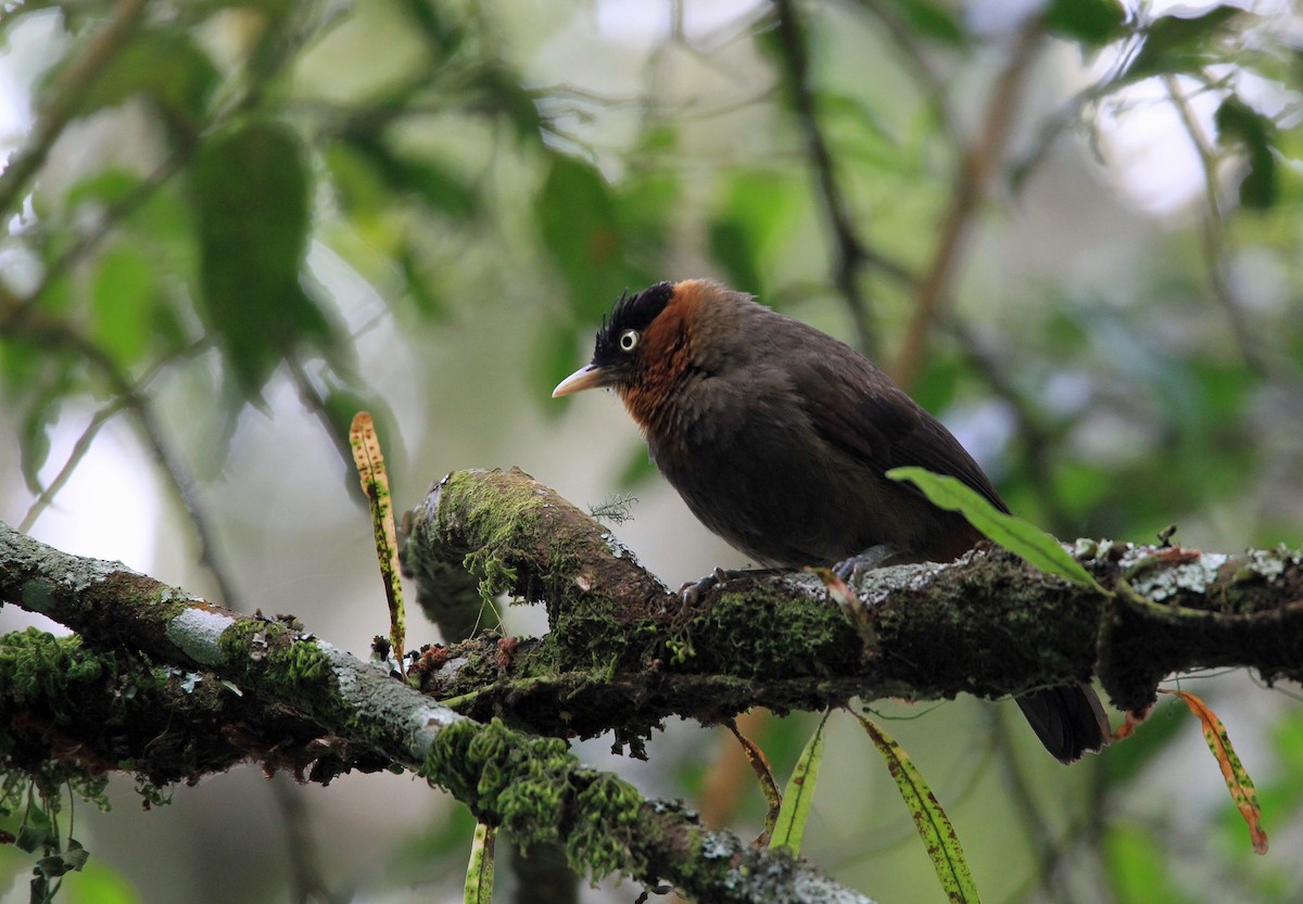 Red-collared Mountain-Babbler - ML204264111