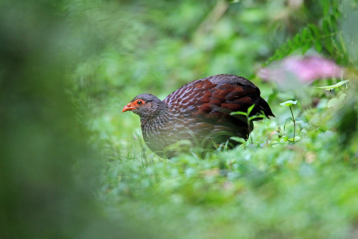 Handsome Spurfowl - ML204264121