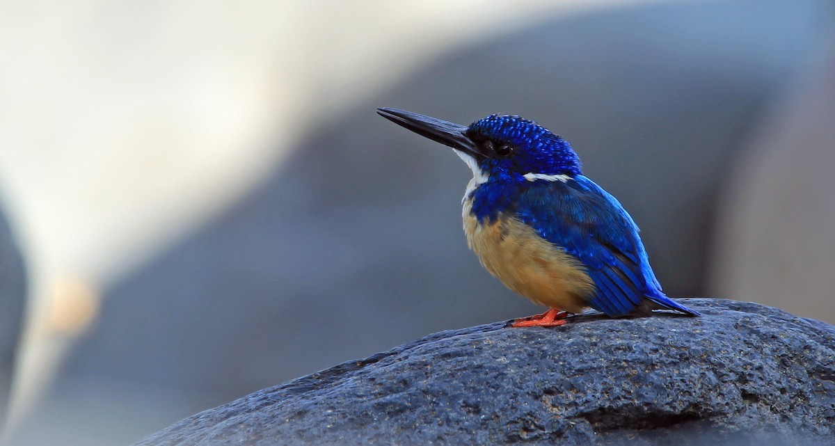 Half-collared Kingfisher - Tibor Juhasz