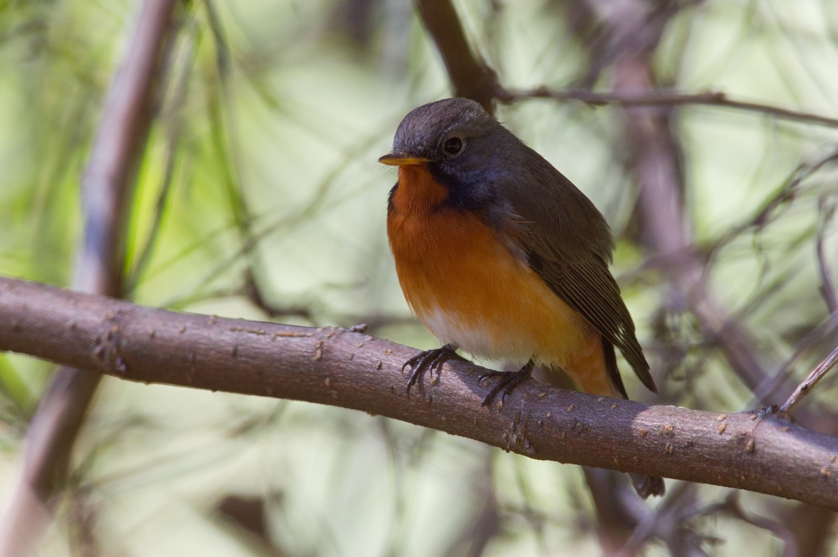 Kashmir Flycatcher - ML204264151