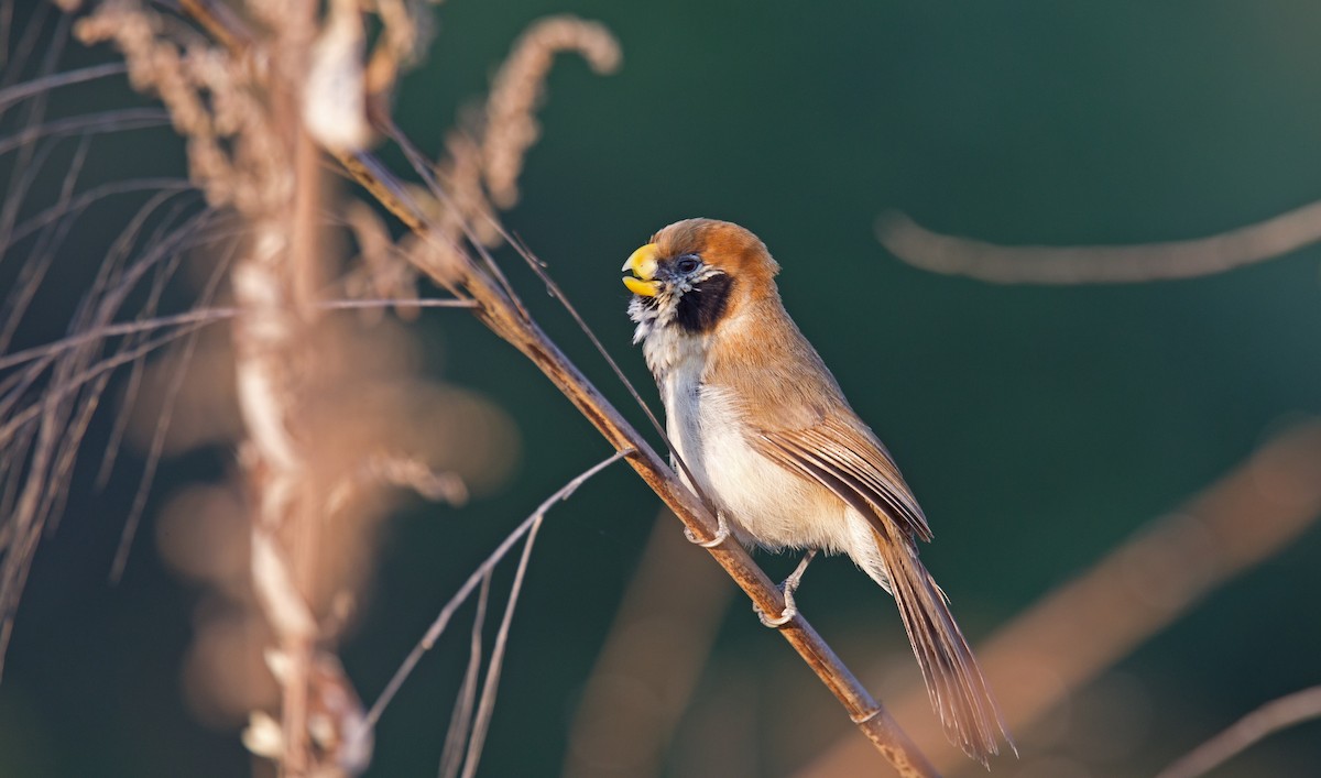 Spot-breasted Parrotbill - ML204264161