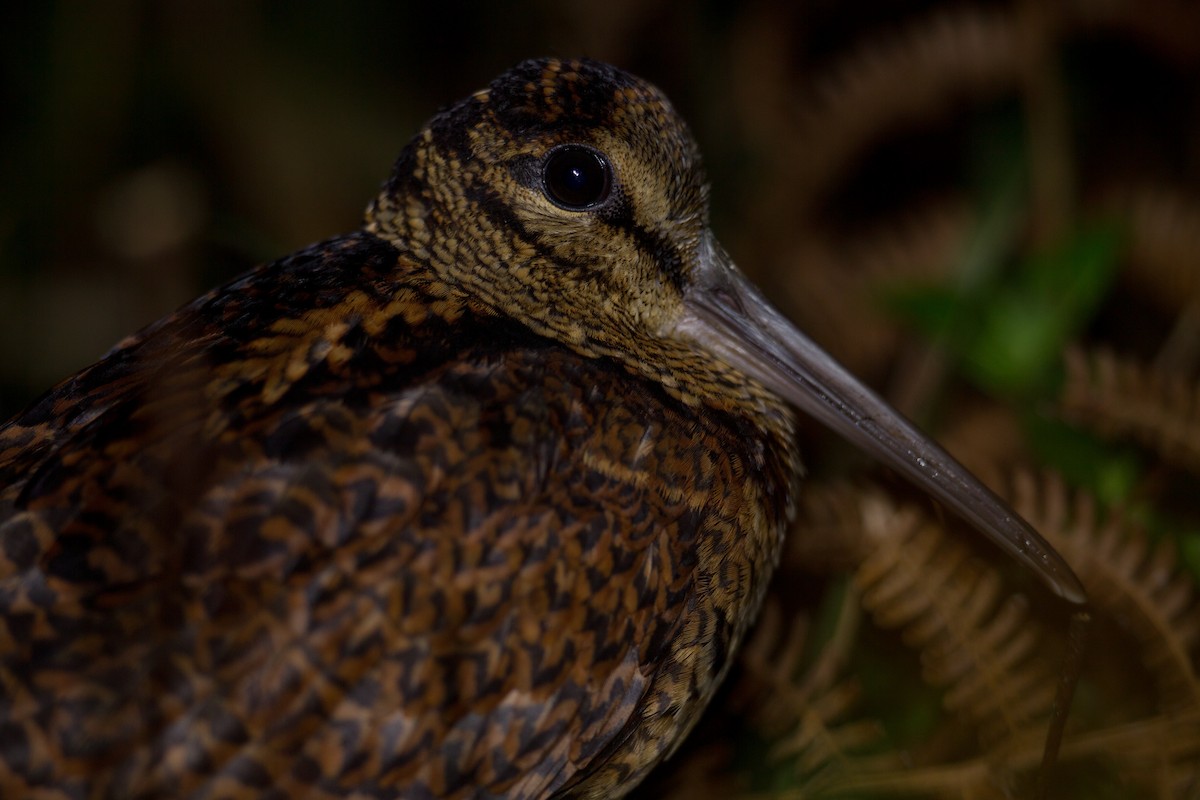 Bukidnon Woodcock - ML204264191