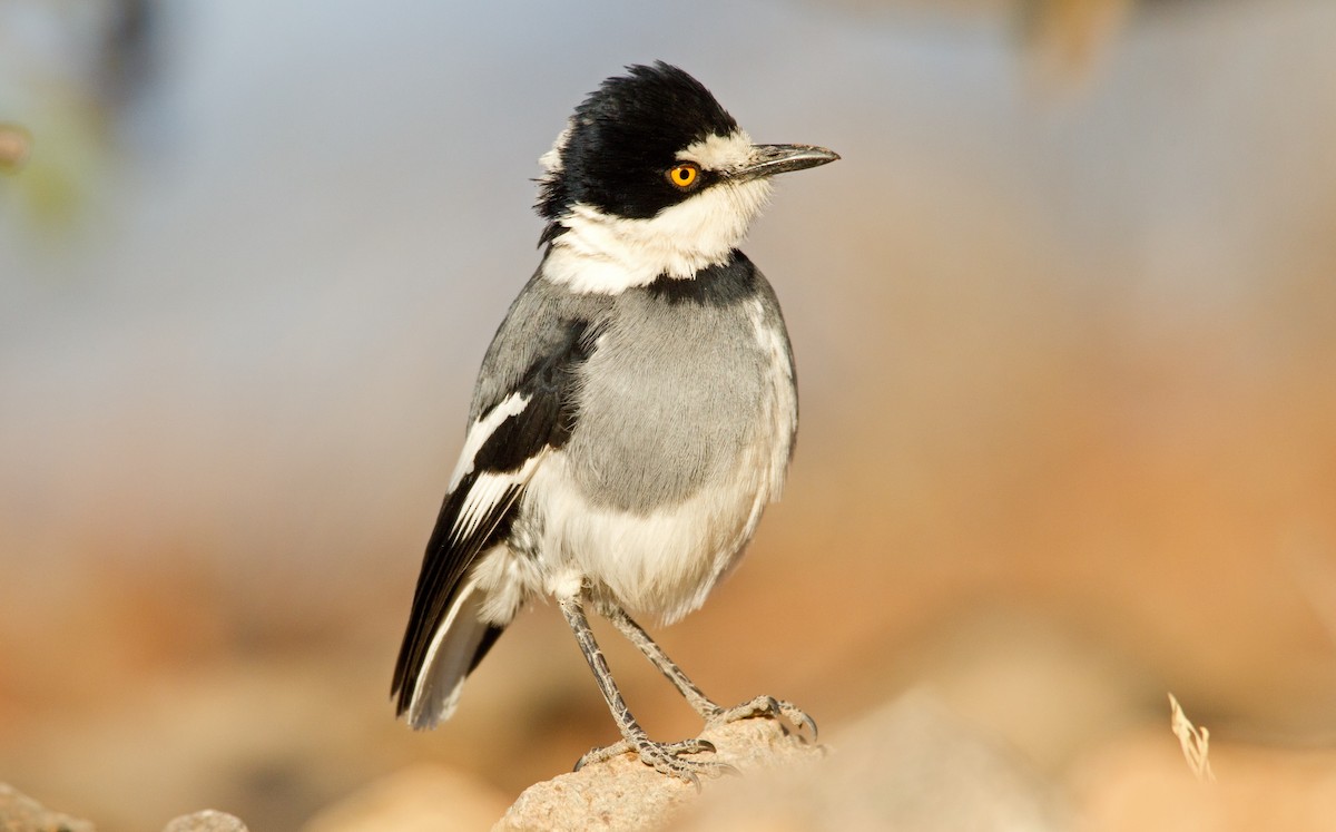 White-tailed Shrike - ML204264201