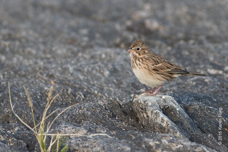 Vesper Sparrow - ML20426421