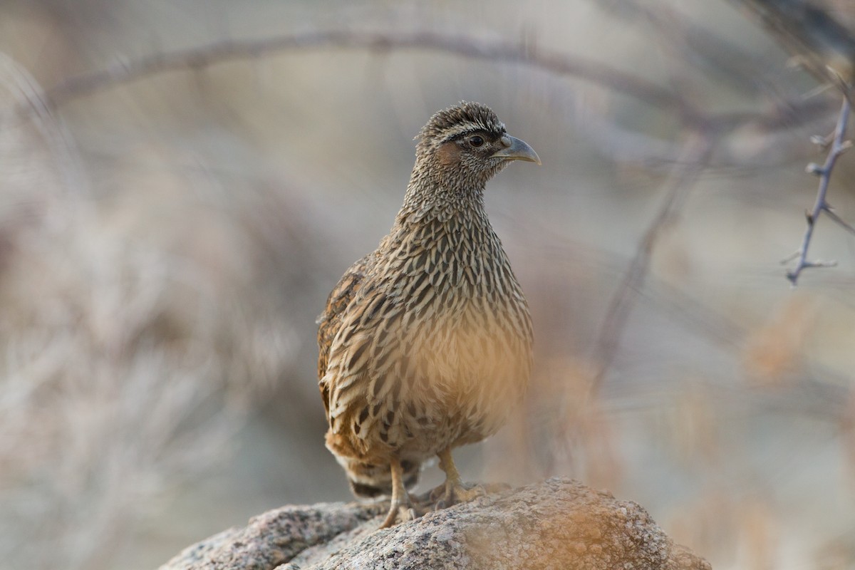 Hartlaub's Spurfowl - ML204264211