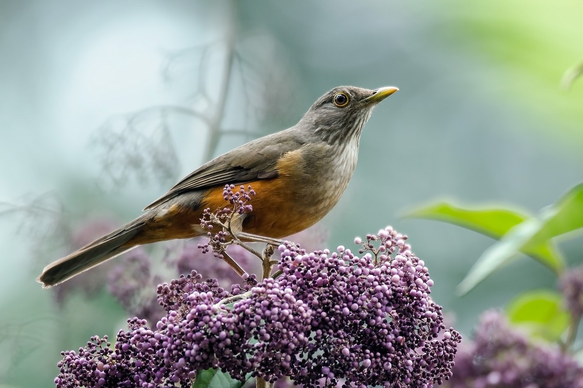 drozd rezavobřichý - ML204264451