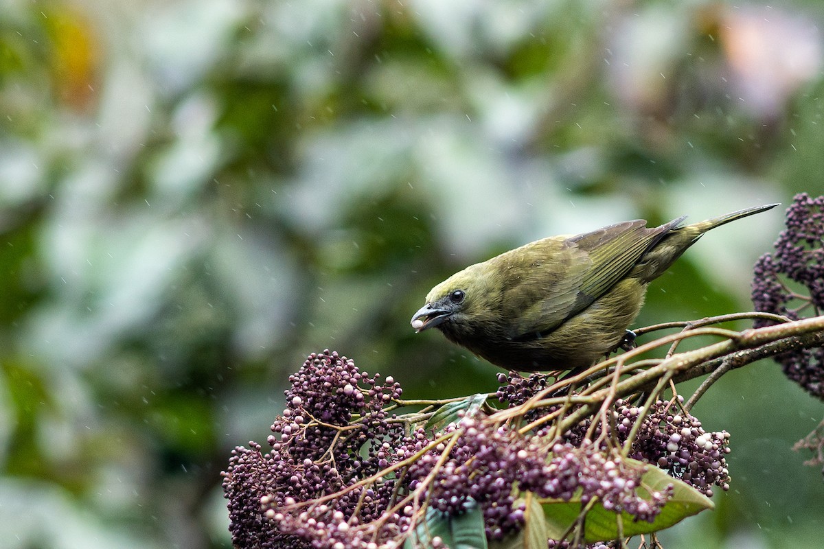 Palm Tanager - ML204264481