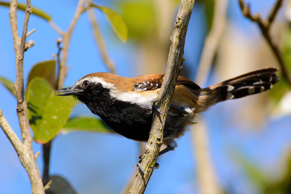 Rusty-backed Antwren - José Carlos Motta-Junior