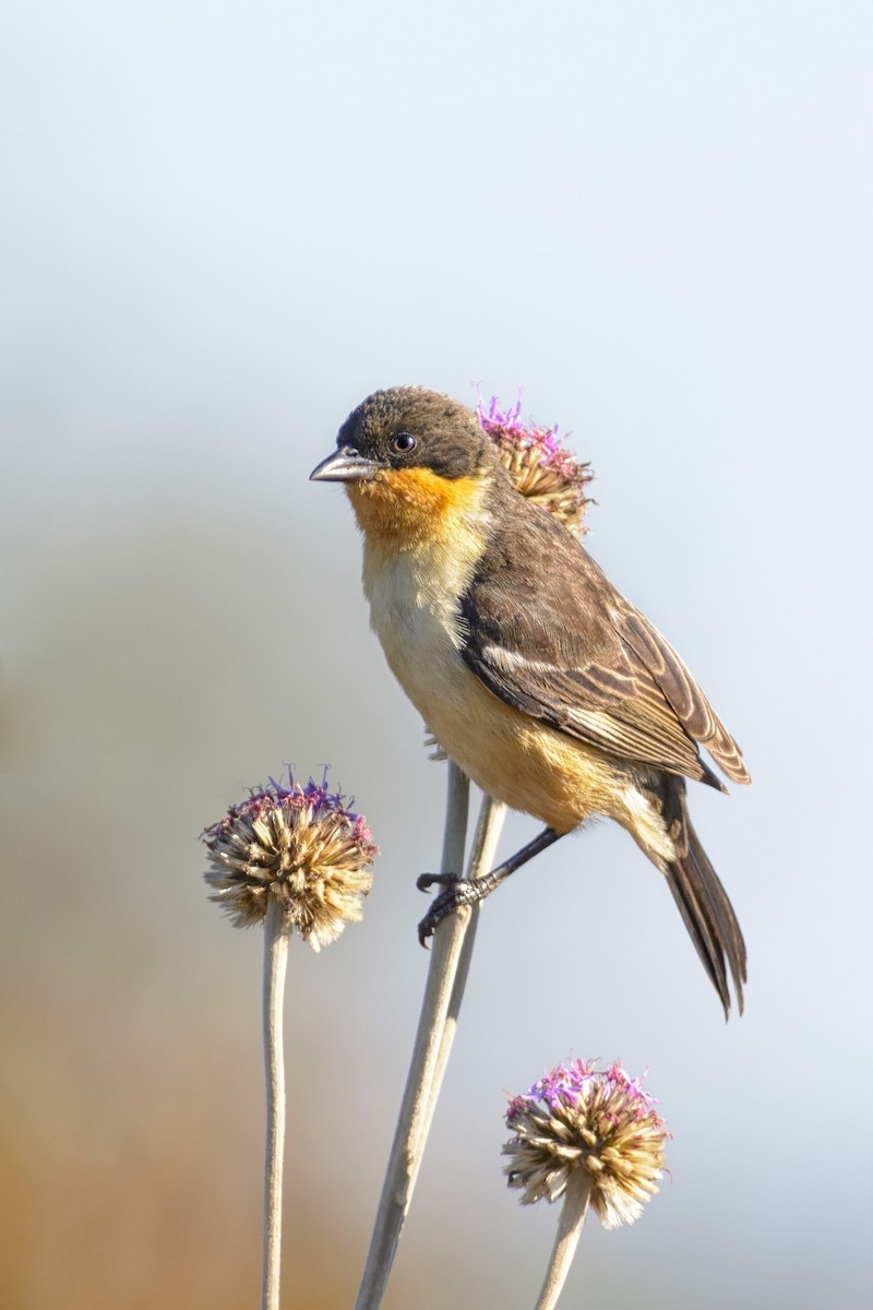 White-rumped Tanager - ML204264561