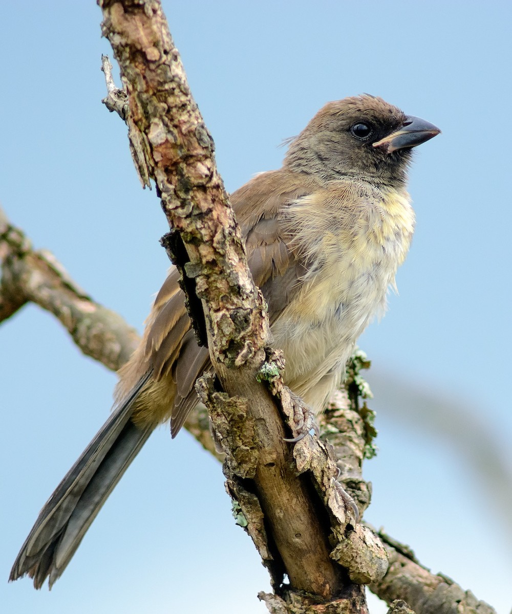 Black-throated Saltator - ML204264631