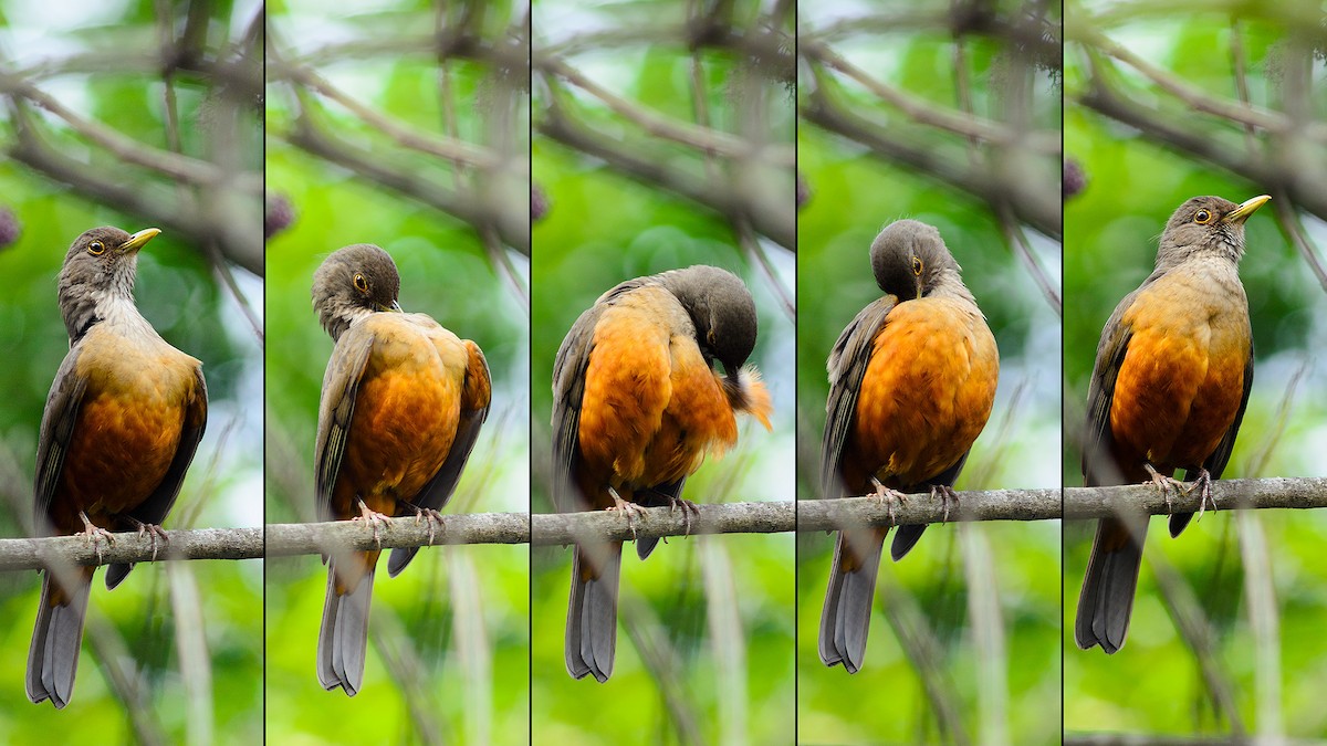 Rufous-bellied Thrush - José Carlos Motta-Junior