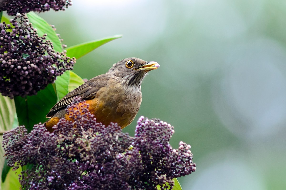 drozd rezavobřichý - ML204264661