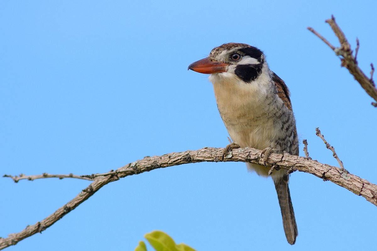 White-eared Puffbird - José Carlos Motta-Junior