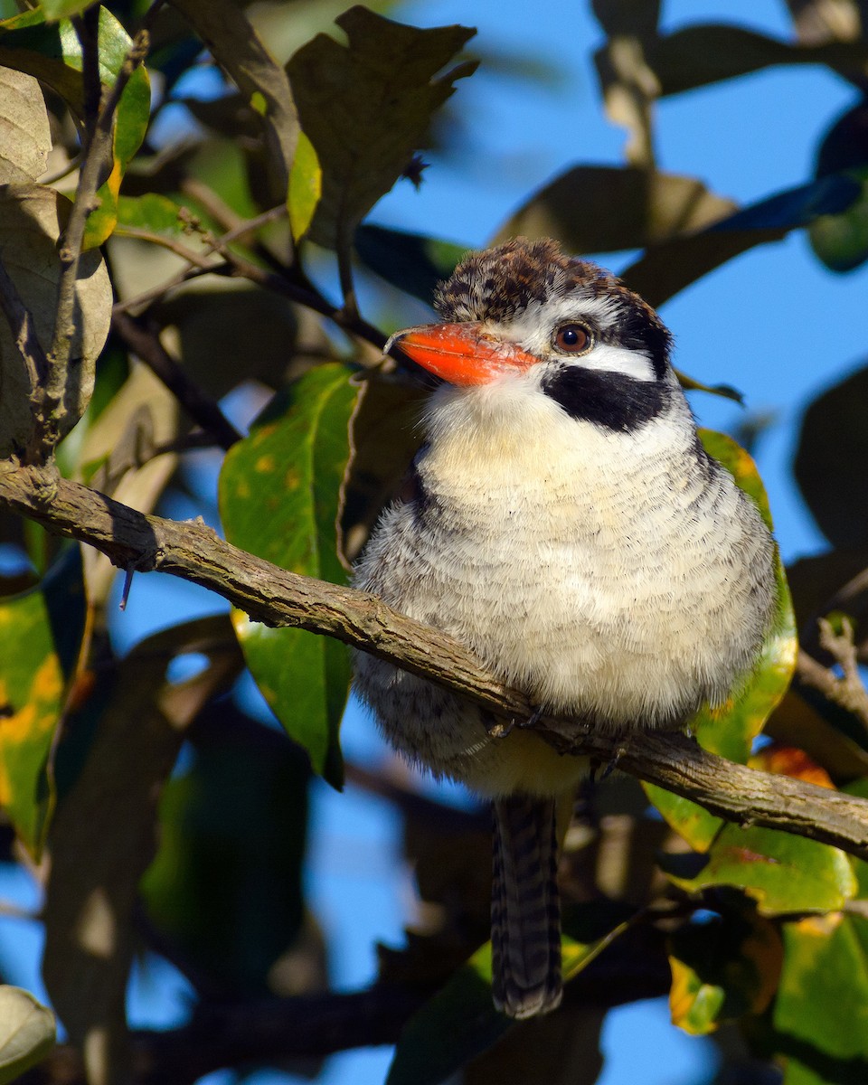 White-eared Puffbird - ML204264711