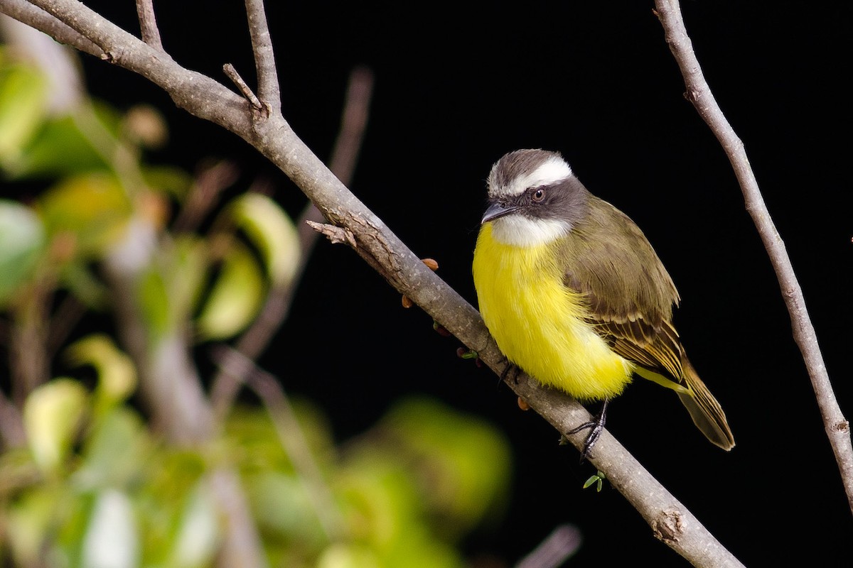 Social Flycatcher - ML204264731