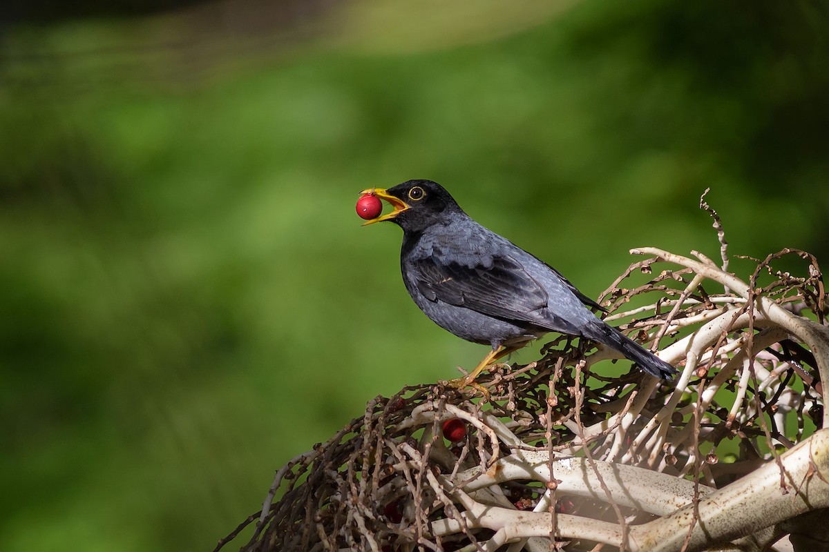 Yellow-legged Thrush - ML204264761