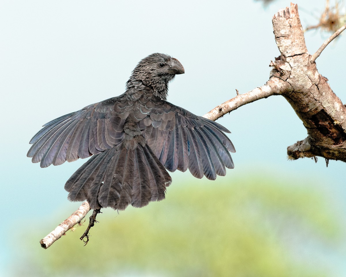 Smooth-billed Ani - ML204264781