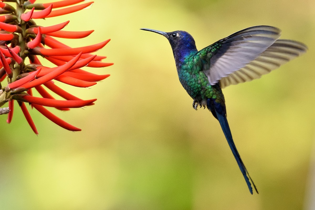 Colibrí Golondrina - ML204264831