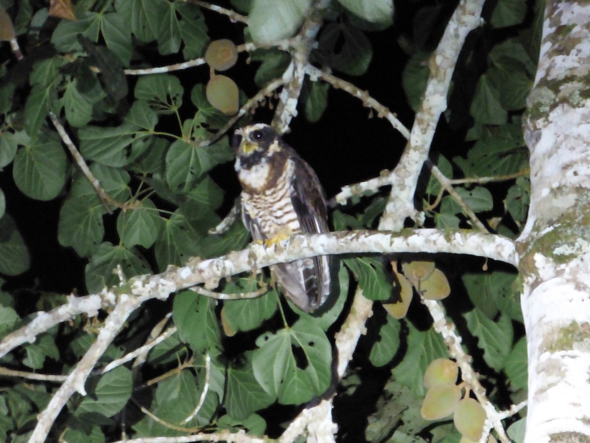 Band-bellied Owl - Rich Bayldon