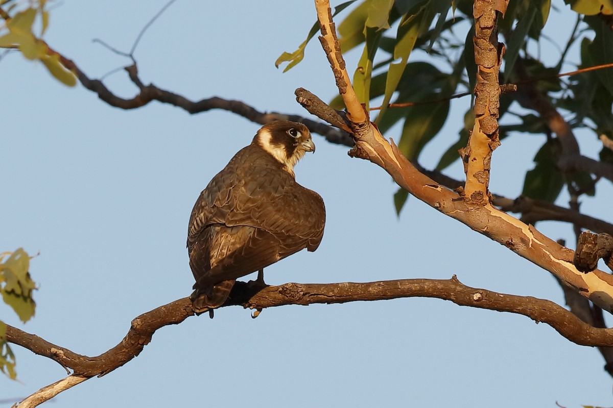 Australian Hobby - ML204266021