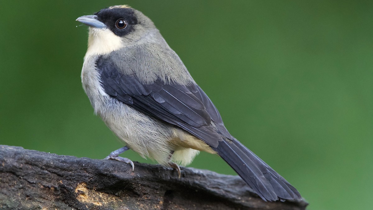 Black-goggled Tanager - ML204266371