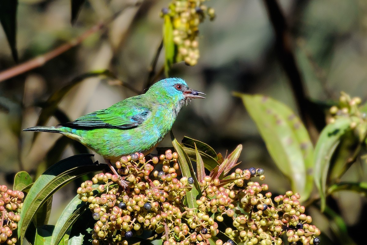 Blue Dacnis - ML204266921