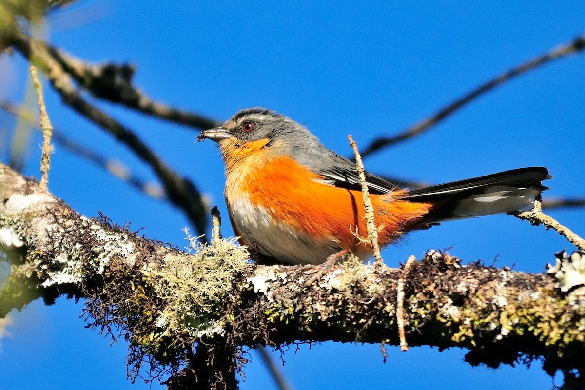 Buff-throated Warbling Finch - ML204266991