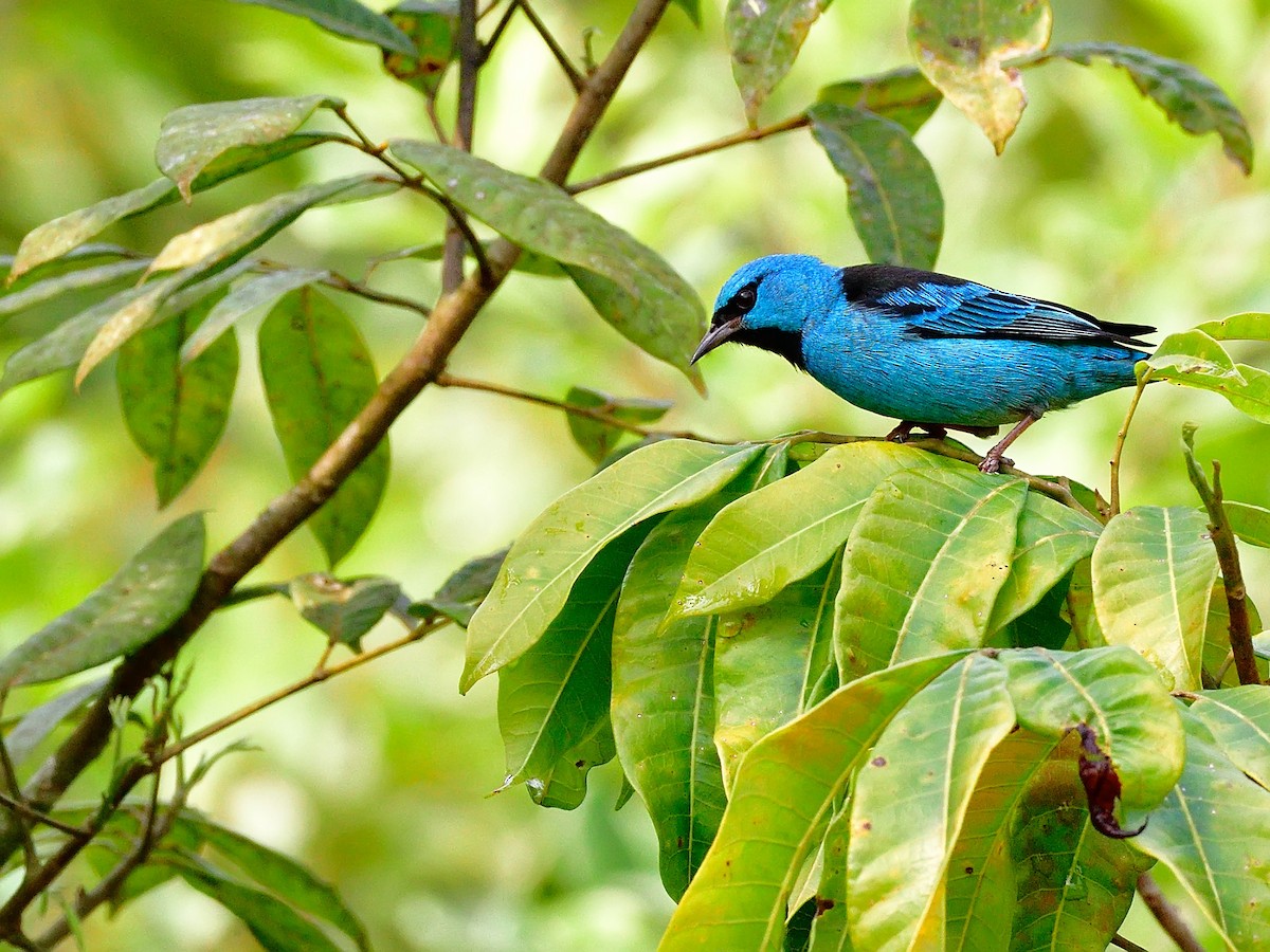 Blue Dacnis - José Carlos Motta-Junior