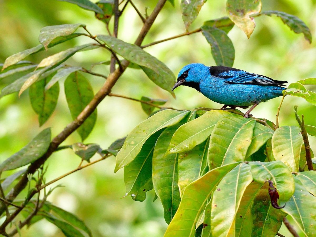 Blue Dacnis - ML204267071