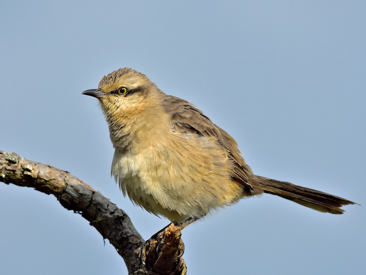 Chalk-browed Mockingbird - ML204267111