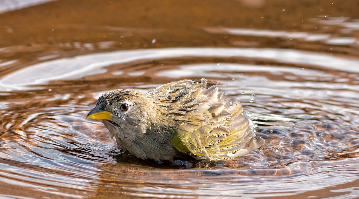 Wedge-tailed Grass-Finch - ML204267121