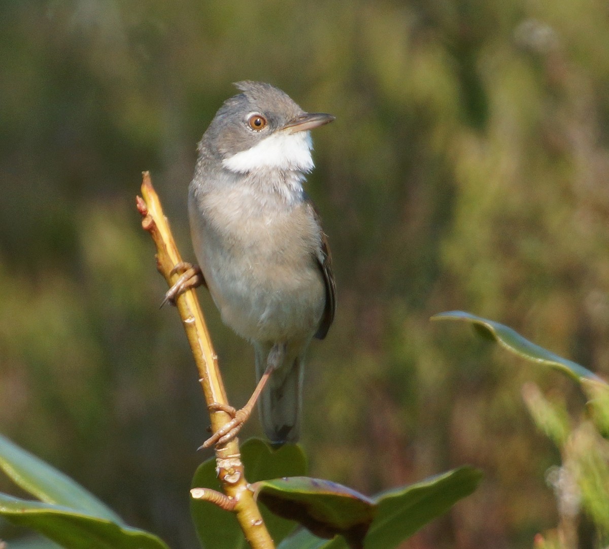 Greater Whitethroat - Alan Gallagher