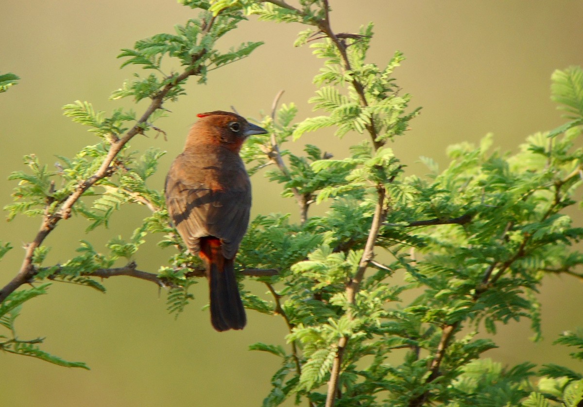 Red-crested Finch - ML204267571