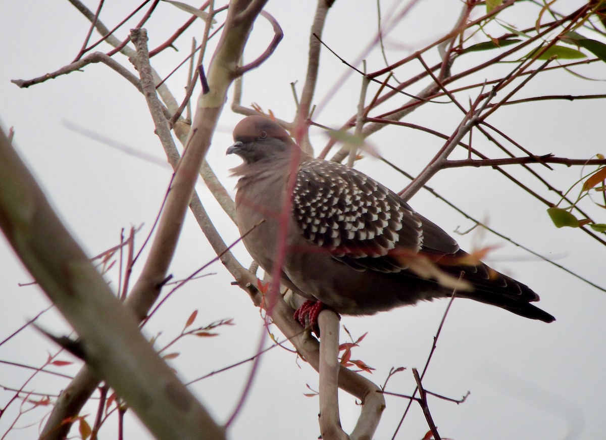 Pigeon tigré (maculosa) - ML204267671