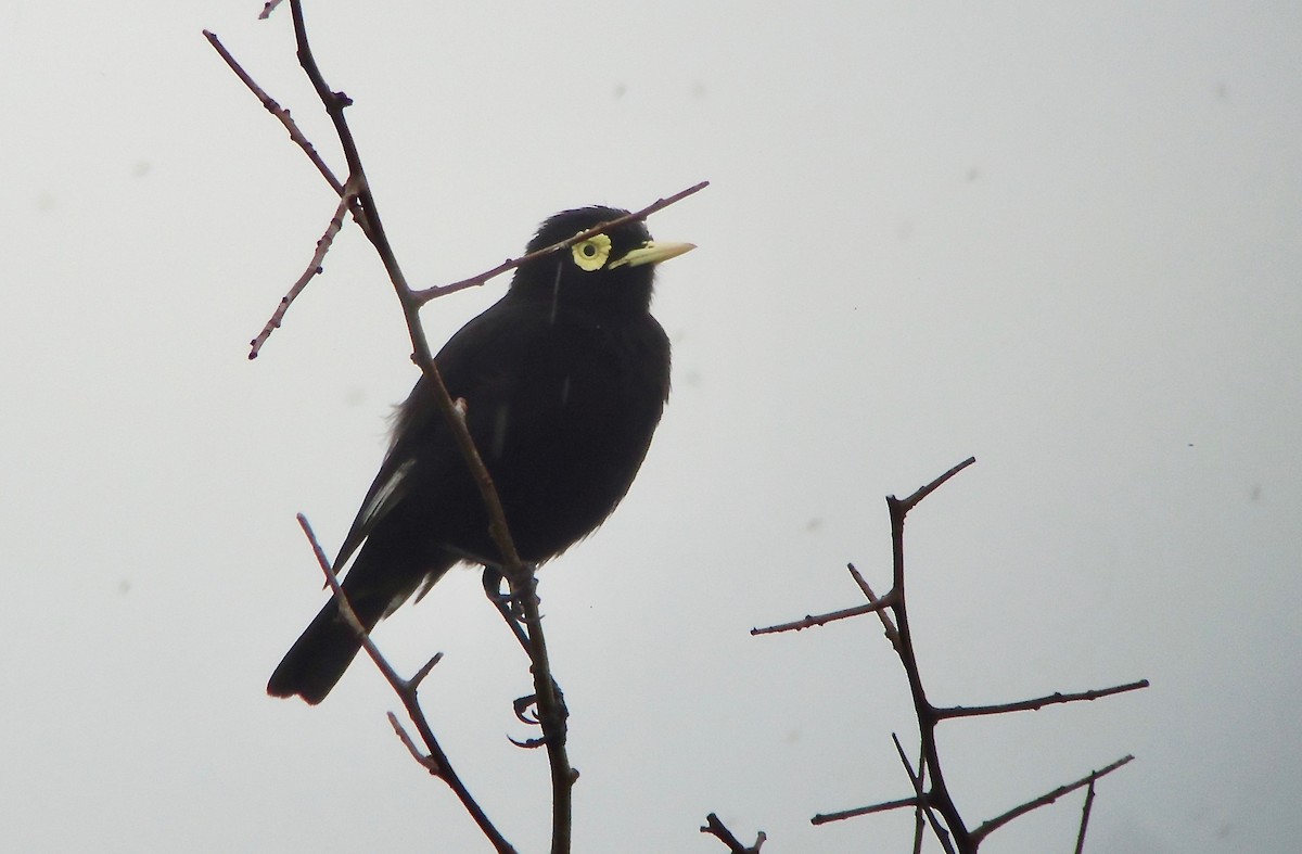 Spectacled Tyrant - Rich Bayldon