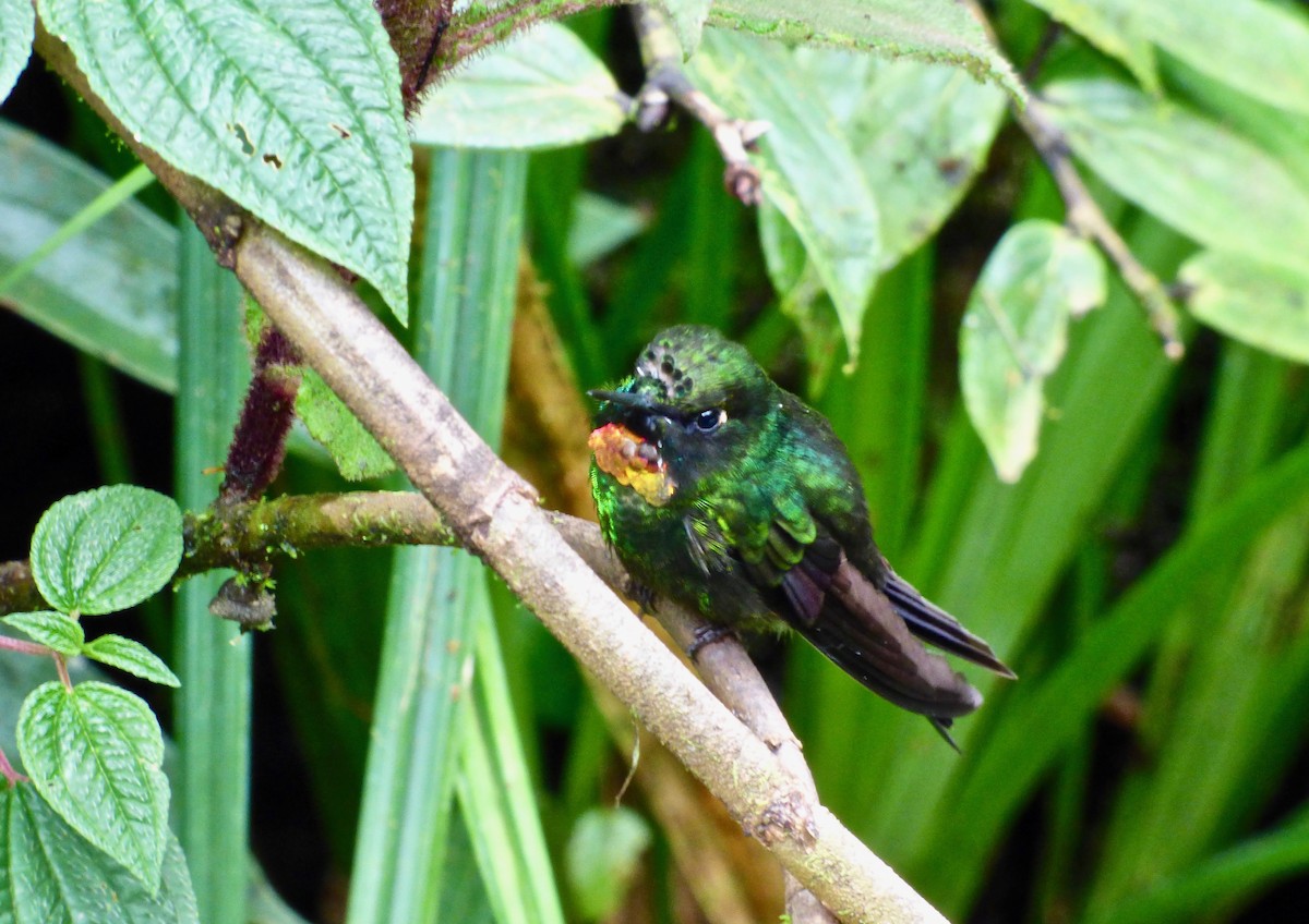 Colibrí Lucero - ML204267801