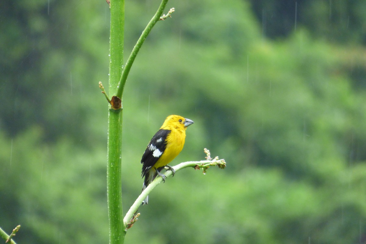 Golden Grosbeak - Rich Bayldon