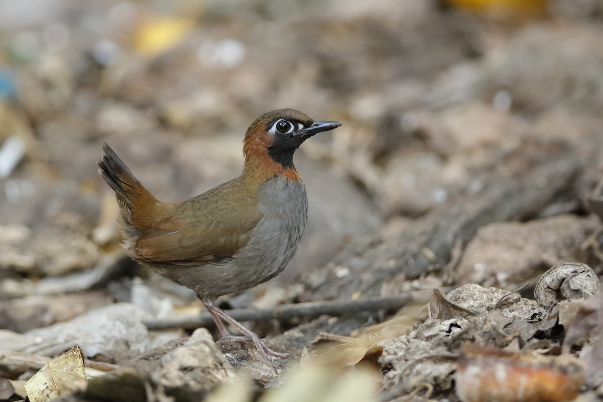 Mayan Antthrush - Holger Teichmann