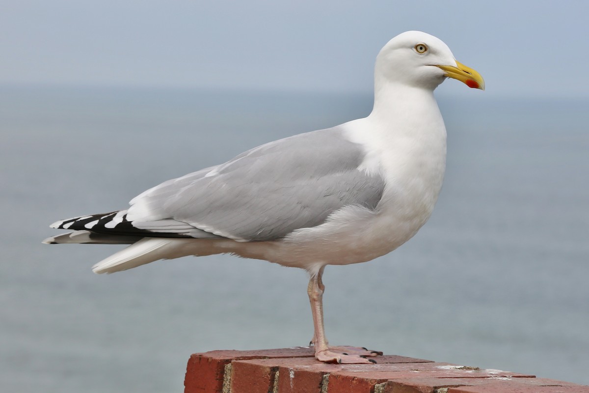 Herring Gull (European) - Jed Winstanley