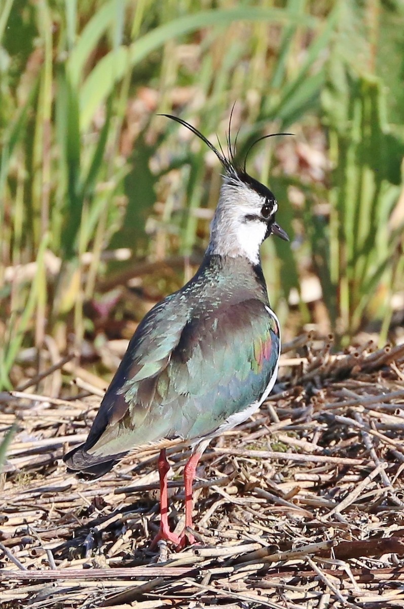 Northern Lapwing - Jed Winstanley