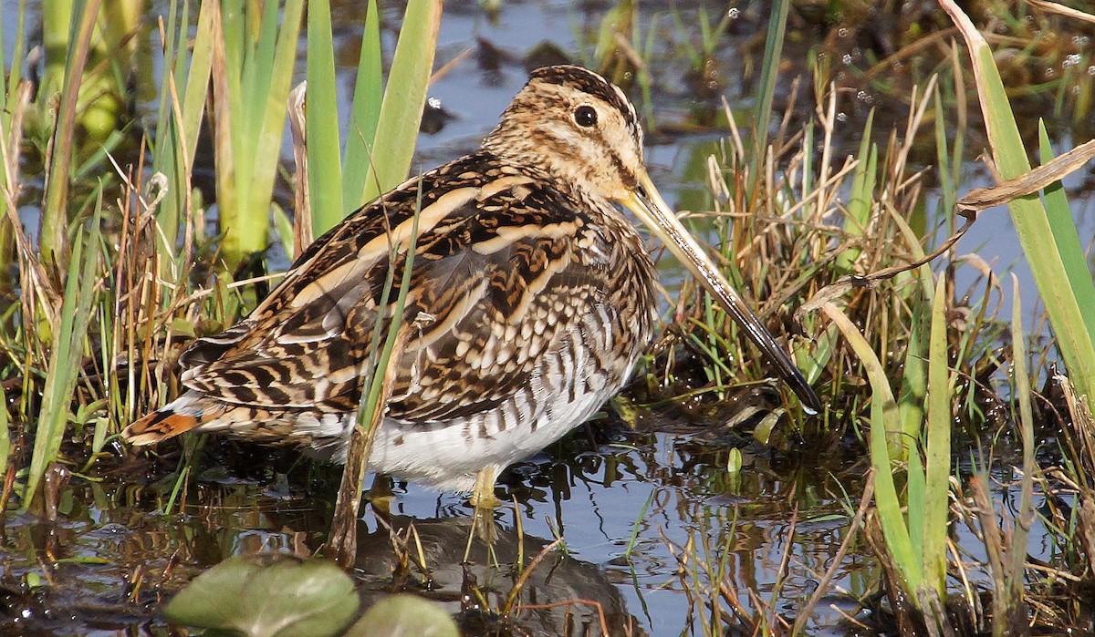 Common Snipe - Alan Gallagher