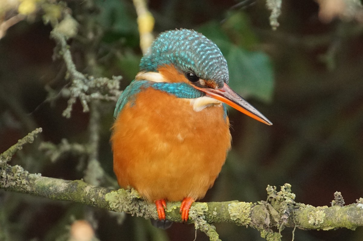 Common Kingfisher - Alan Gallagher