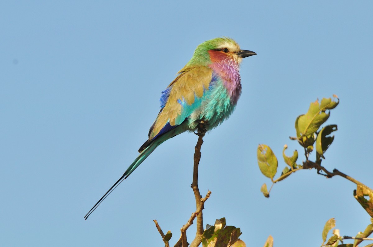 Lilac-breasted Roller - Raymond Marsh